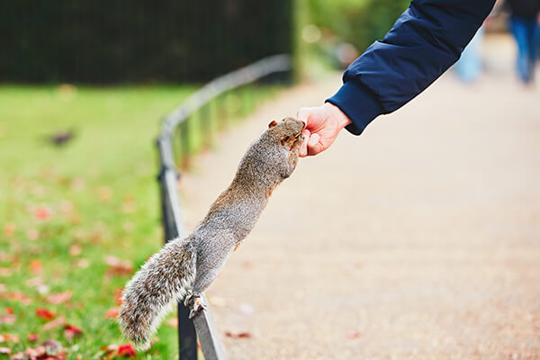 Squirrel in the Park