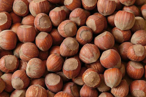 Filbert Nuts in Shell