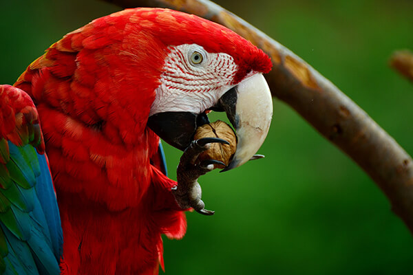 Parrot Eating Walnut