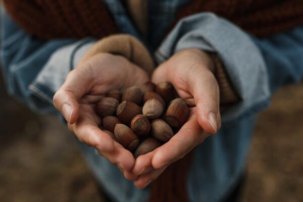 Are Hazelnuts Good For You?