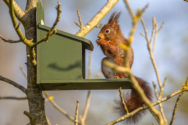 Squirrel Eating on Feeder