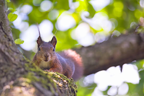 Squirrel on Branch